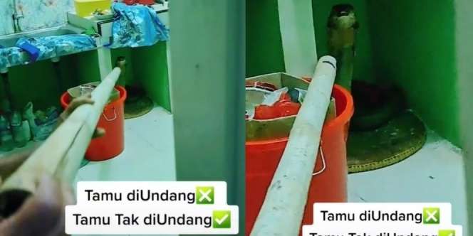 Bikin Merinding, Ular King Kobra Ngumpet di Dapur Rumah Warga
