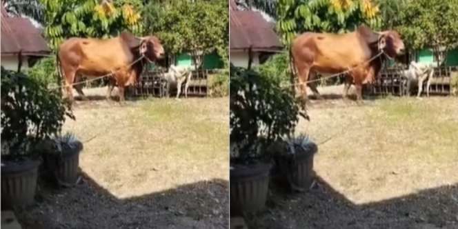 Viral Sapi Kurban Raksasa Setinggi Atap Rumah, Warganet: Panitia Ketar-ketir Nyembelihnya