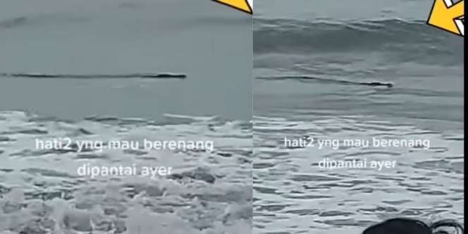 Geger! Buaya Muncul di Pantai Anyer, Pengunjung Panik