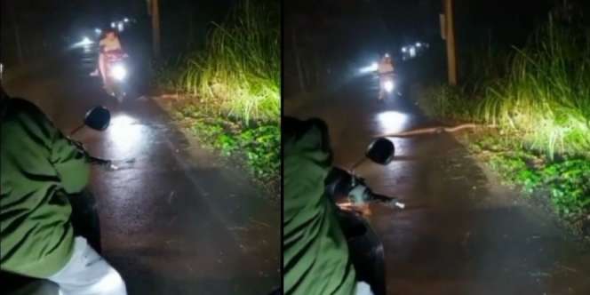 Bikin Bergidik! Pesepeda Motor Lindas Ular Besar karena Hiraukan Peringatan