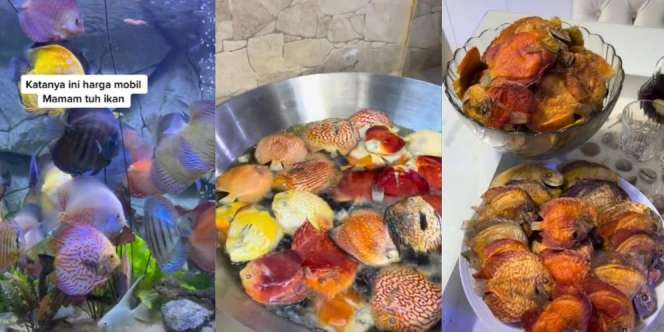 Jengkel dengan Hobi Mahal Suami, Istri Goreng Koleksi Ikan Discus Satu Akuarium Seharga Mobil