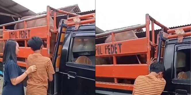 Viral Video Perpisahan Haru Pria dengan Sapi yang Laku Terjual, 'Nyeseknya Ngalahin Putus Sama Pacar'