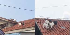 Momen Kambing Kurban Lari ke Atap Rumah, Warganet: Healing Sebelum Hilang