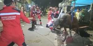 Dramatis! Detik-detik Penyelamatan Sapi Kurban Jatuh ke Saluran Air oleh Petugas Damkar