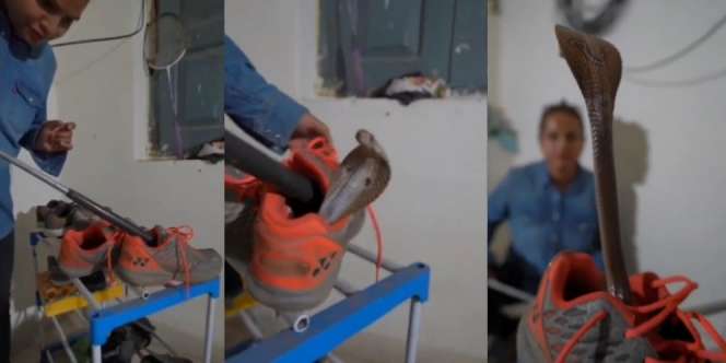 Bikin Bergidik, Detik-Detik Menegangkan Penemuan Ular Kobra Raksasa Sembunyi dalam Sepatu