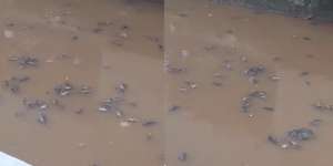 Fenomena Ribuan Ikan Paling Kuat di Bumi Mati Terapung di Kali Baru Kramat Jati, Keracunan Limbah Hewan Kurban?