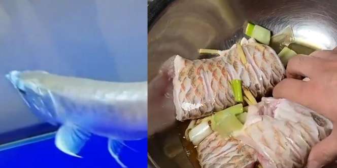 Dipelihara Sejak Kecil, Ikan Arwana Silver Seharga Sepeda Motor Malah Jadi Lauk