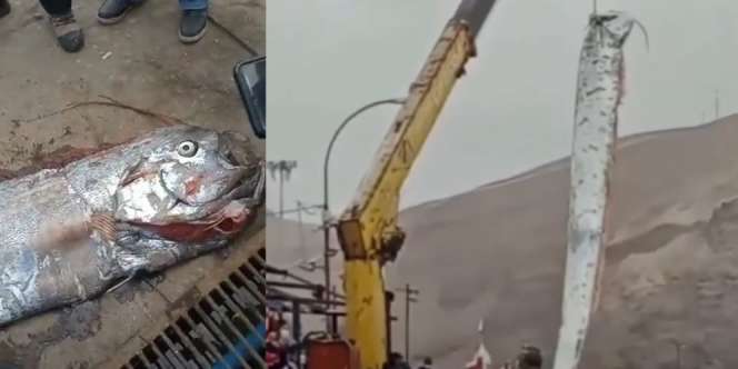 Nelayan Tangkap Ikan Aneh Penghuni Laut Dalam Sepanjang Hampir 5 Meter, Kemunculannya Dianggap Pertanda Buruk