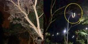 Tiba-tiba Merinding Saat Lewat Pohon Besar di Dekat Lapangan, Rupanya Ada Makhluk Aneh Bertengger di Atas Dahan