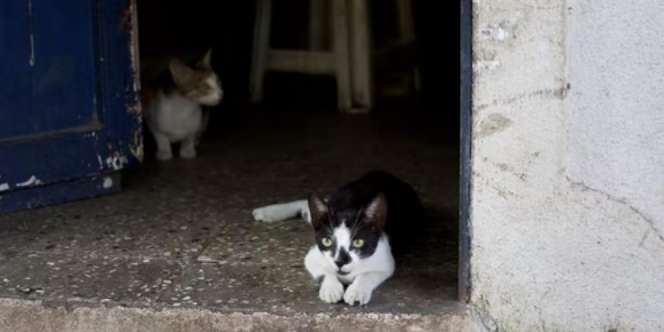 Wanita Pelihara Lebih dari 50 Kucing di Rumah, Tetangga Tak Pernah Buka Jendela Selama 10 Tahun Gegara Tak Tahan Baunya