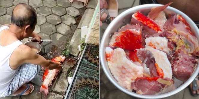Ngenes, Ikan Koi Rp10 Juta Titipan Teman Digorok Kakek, Ekspresi Muka si Mbah Jadi Sorotan