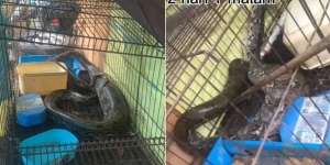 Mendadak di Rumah Muncul Ular Piton Raksasa dengan Perut Bengkak, Ketika Dibedah Isinya Bikin Demam