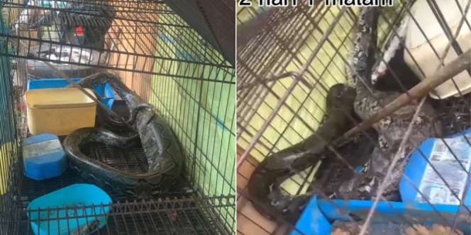 Mendadak di Rumah Muncul Ular Piton Raksasa dengan Perut Bengkak, Ketika Dibedah Isinya Bikin Demam
