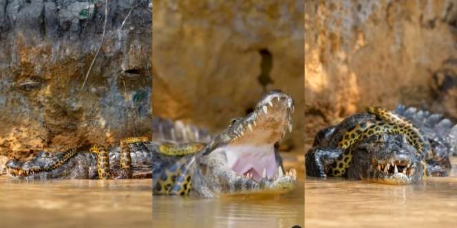 Video Pertarungan Maut Anaconda Belit Buaya Raksasa Sampai Mati, Deti-Detik Terakhirnya Sungguh Mengenaskan