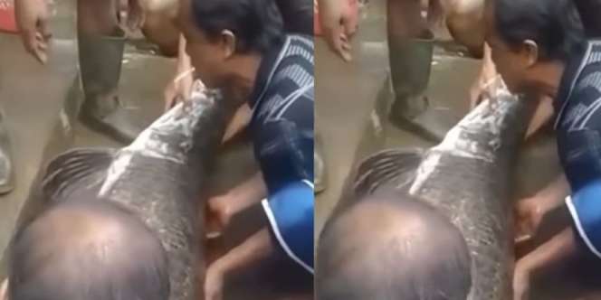 Ikan Raksasa Terdampar di Garut Usai Banjir, Dikira Jadi-jadian