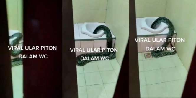 Geger Ular Piton Segede Paha Masuk Rumah Warga Lewat Lubang WC Jongkok, Netizen: 'Jadi Ngeri Kalo Pas BAB'