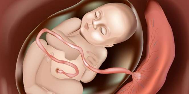 Panduan Cara Mengubur Ari-ari dalam Islam yang Penting Diketahui Para Ayah