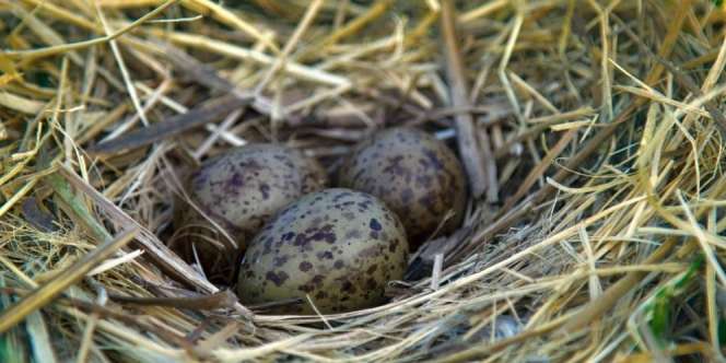 4 Telur Unggas yang Termasuk Paling Mahal di Dunia