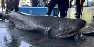 Dikira Ikan Biasa, Nelayan Ternyata Tangkap Hiu Purba dari 251 Juta Tahun yang Lalu