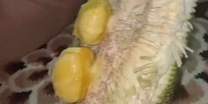 Belah Nangka Ukuran Jumbo, Pas Dikupas Isinya Bikin Nyesek