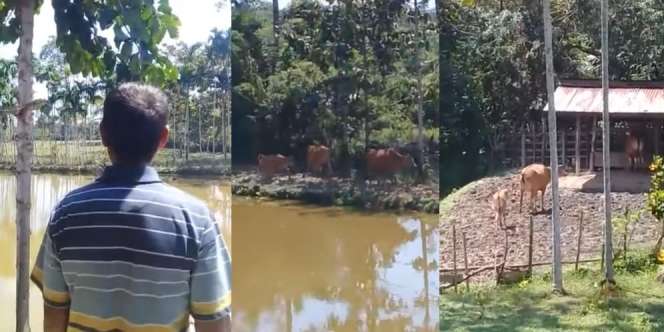 Viral Video Sapi Auto Balik ke Kandang Begitu Pemiliknya Teriak 'Pulang'