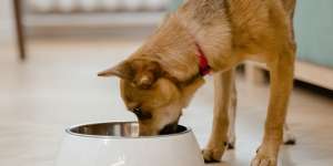 Cara Menghilangkan Najis dari Anjing, Bagaimana Hukum Mengganti Debu dengan Sabun?