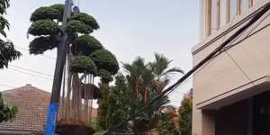 Ribetnya Hias Rumah 'Sultan' dengan Beringin Bonsai Besar
