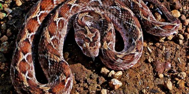 Lagi Melayat Saudara yang Meninggal Akibat Gigitan Ular, Pemuda Ini Malah Tewas Digigit Ular