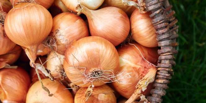 Pastikan Bawang Bombay dalam Kondisi Segar Sebelum Dimasak