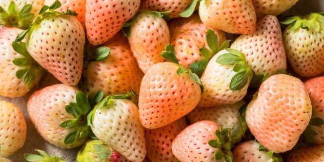 Stroberi Putih Langka Khas Chile, Rasa Manis Berar Seperti Nanas