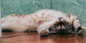 Doa untuk Kucing yang Meninggal dan Cara Menguburnya dalam Islam