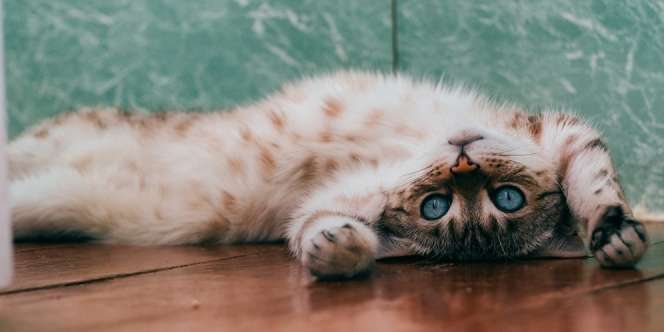 Doa untuk Kucing yang Meninggal dan Cara Menguburnya dalam Islam