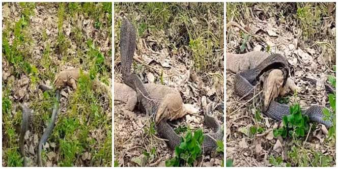 Pertarungan Maut Lawan Ular Kobra Hitam, Biawak Garang di Depan, Tapi Malah Klenger di Belakang