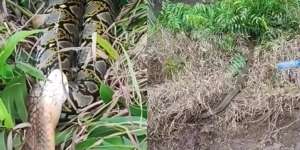 Dikira Batang Kayu, Ternyata King Kobra Raksasa Lagi Telan Bulat-Bulat Ular Piton Besar, Garaga Tak Ada Apa-Apanya!