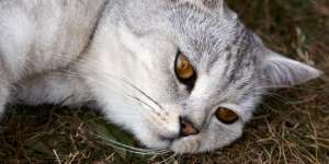 Jenderal TNI Tembaki Kucing di Bandung, Ini Dalihnya