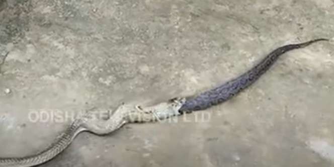 Video Detik-Detik Pertarungan Dua Ular Paling Berbisa, King Kobra Telan Ular Viper Hidup-Hidup, Endingnya di Luar Dugaan