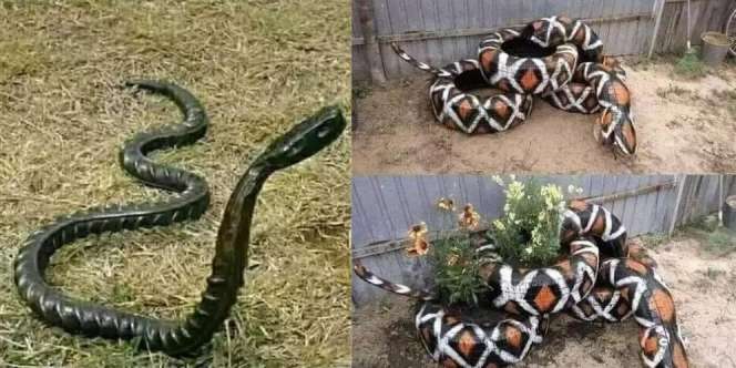 Dikira Ular, Deretan Foto Benda Ini Bikin Jantung Copot Saat Pertama Kali Melihatnya