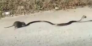 Video Tikus Kasih Pelajaran ke Ular King Kobra yang Culik Anaknya, Langsung Kabur Tak Tahan Kena Gigit Ekornya