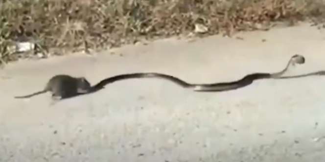 Video Tikus Kasih Pelajaran ke Ular King Kobra yang Culik Anaknya, Langsung Kabur Tak Tahan Kena Gigit Ekornya