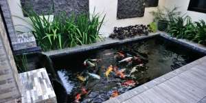 Bocoran Biaya Bikin Kolam Ikan Estetik dalam Rumah