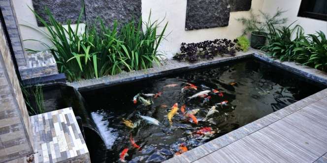Bocoran Biaya Bikin Kolam Ikan Estetik dalam Rumah