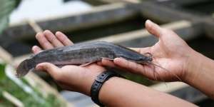 Tak Butuh Kolam, Pemuda Ini Kasih Tips `Auto Mual` Berternak Ikan Lele