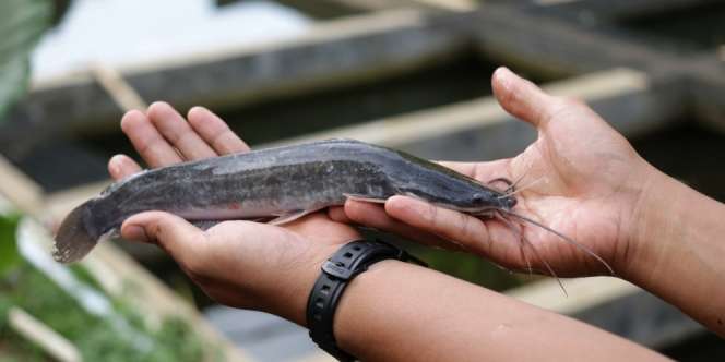 Tak Butuh Kolam, Pemuda Ini Kasih Tips `Auto Mual` Berternak Ikan Lele