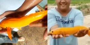 Viral Penemuan Ikan Gabus Langka Berwarna Emas, Ditawar Pakai Motor RX King dan Mahar Rp20 Juta Tetap Ditolak