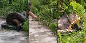 Detik-Detik Mendebarkan Warga Bertarung Lawan Ular Piton Raksasa Segede Batang Pohon yang Memangsa Kambing Besar