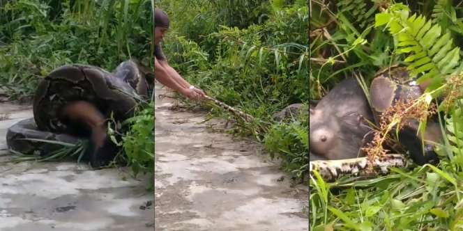 Detik-Detik Mendebarkan Warga Bertarung Lawan Ular Piton Raksasa Segede Batang Pohon yang Memangsa Kambing Besar