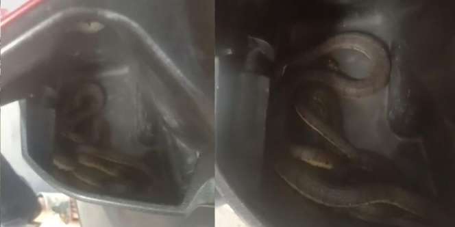 Bikin Bergidik, Wanita Ini Temukan Ular di Dashboard Motor Ikut Numpang dari Cikampek ke Karawang