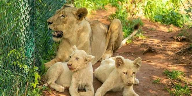 Hendak Curi Bayi Singa Putih Langka, Pria Ini Malah Tewas Dicabik-cabik Sang Induk
