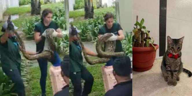 Ditunggu hingga Malam Belum Pulang, Tak Tahunya Kucing Kesayangan Sudah Jadi Mangsa Ular Piton Raksasa