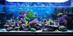 Aquarium 'Sultan', Airnya Diisi 80 Galon Steril Kemasan